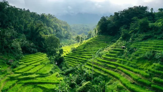bali island tour rice terrace